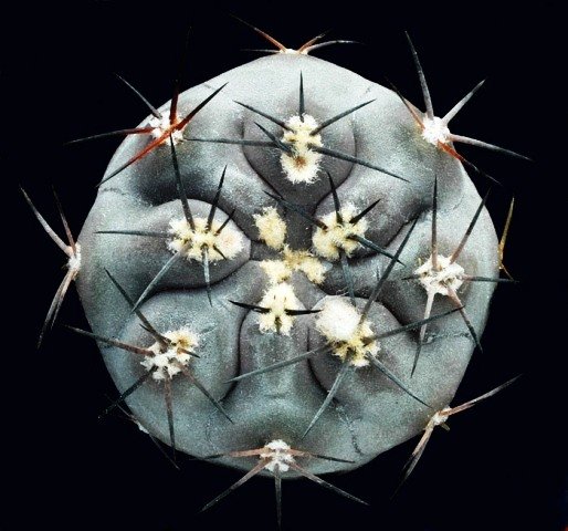Pyrrhocactus_vertongenii